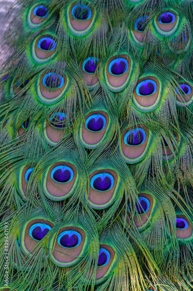 Obraz premium Peacock Train