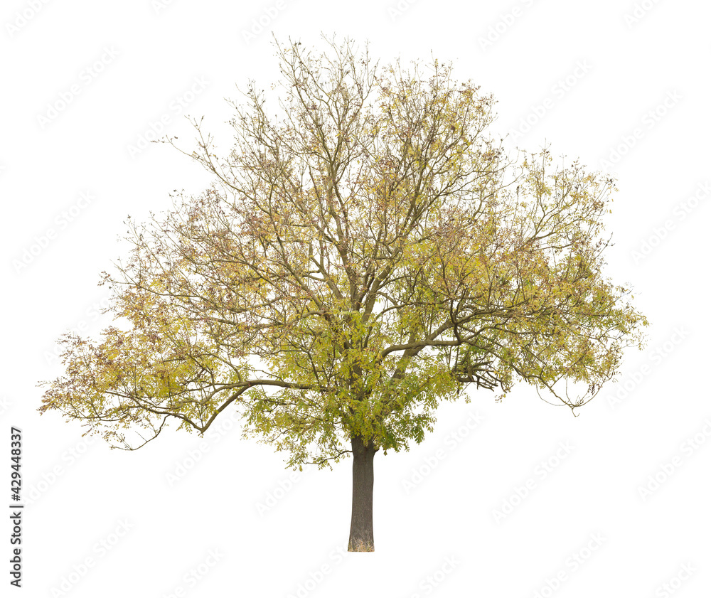 Naklejka premium Honey Locust tree isolated on white background