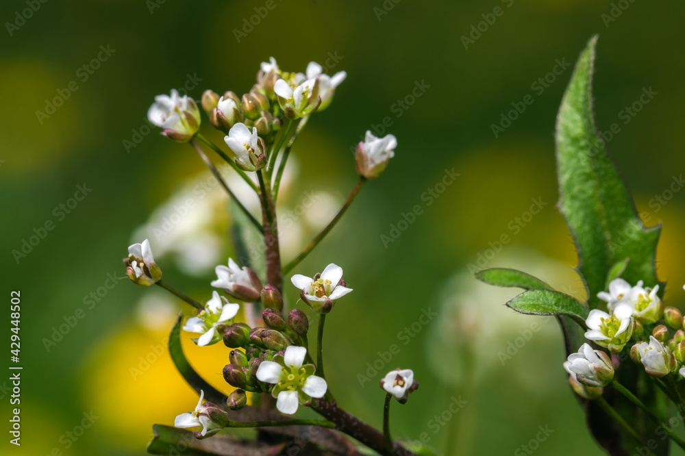 Bright white small spring flowers Bright white small spring flowers