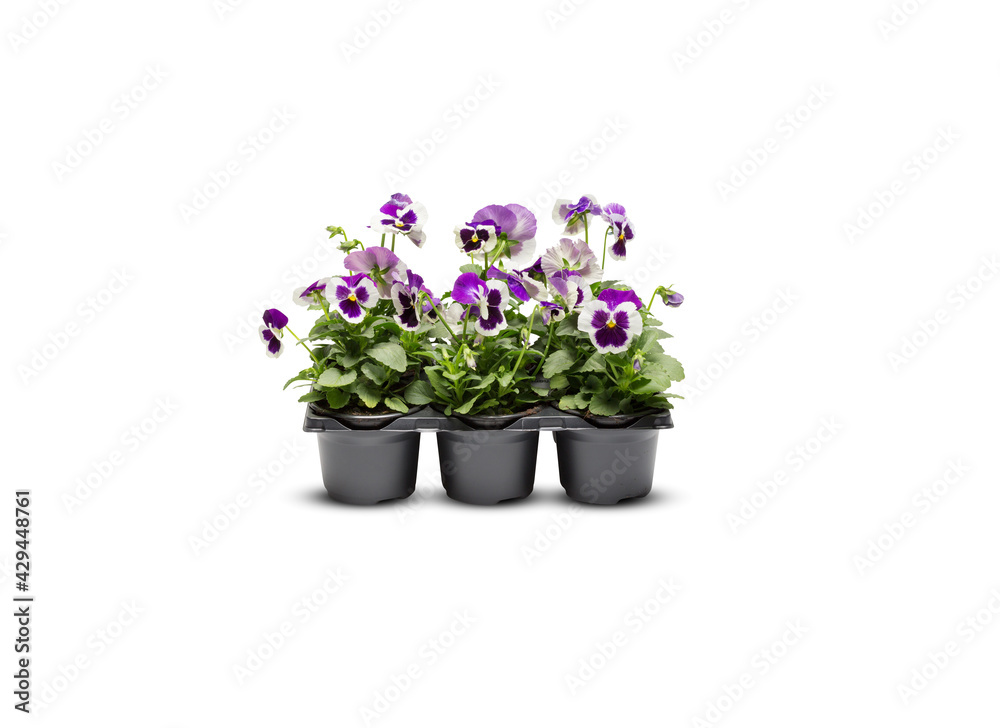 beautiful flowers in a pot isolated​ on white ​background​ with clipping​ path​