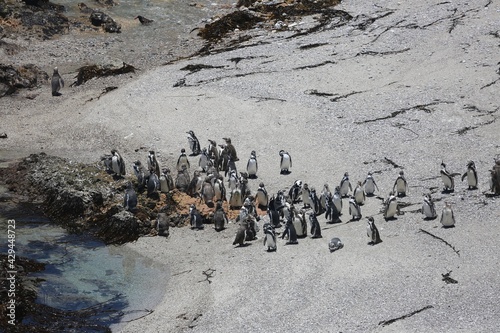 Humbolt Penguins in peru © Austin
