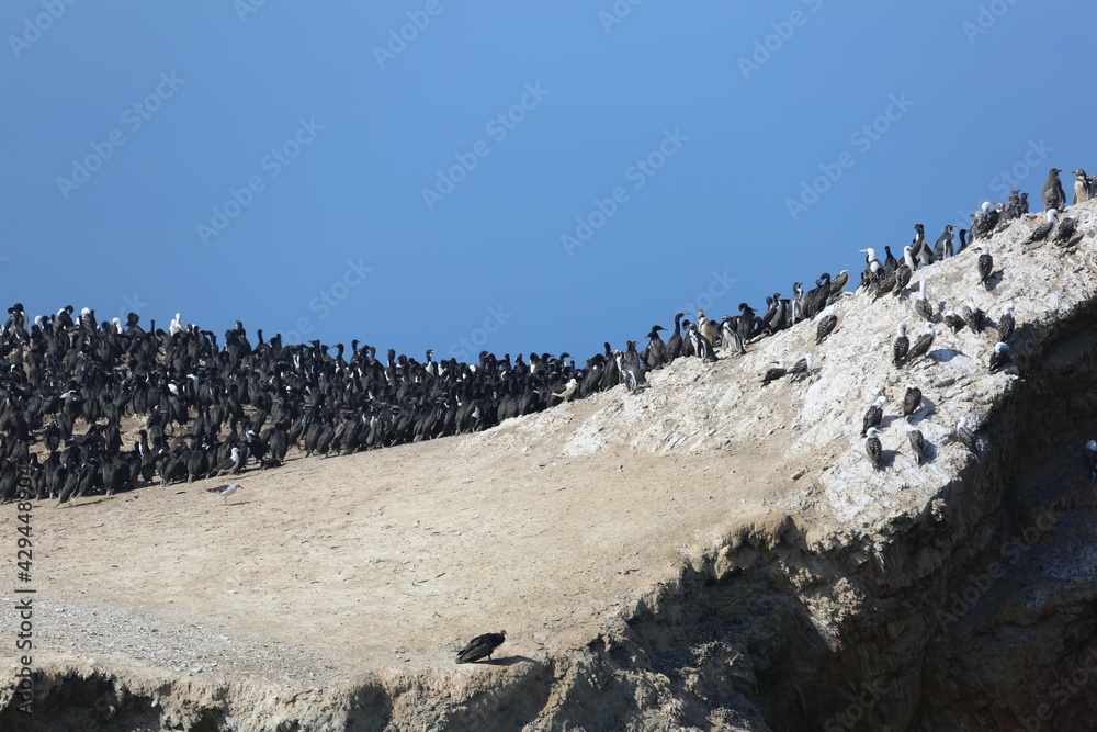 Peru Penguins and Sea Birds