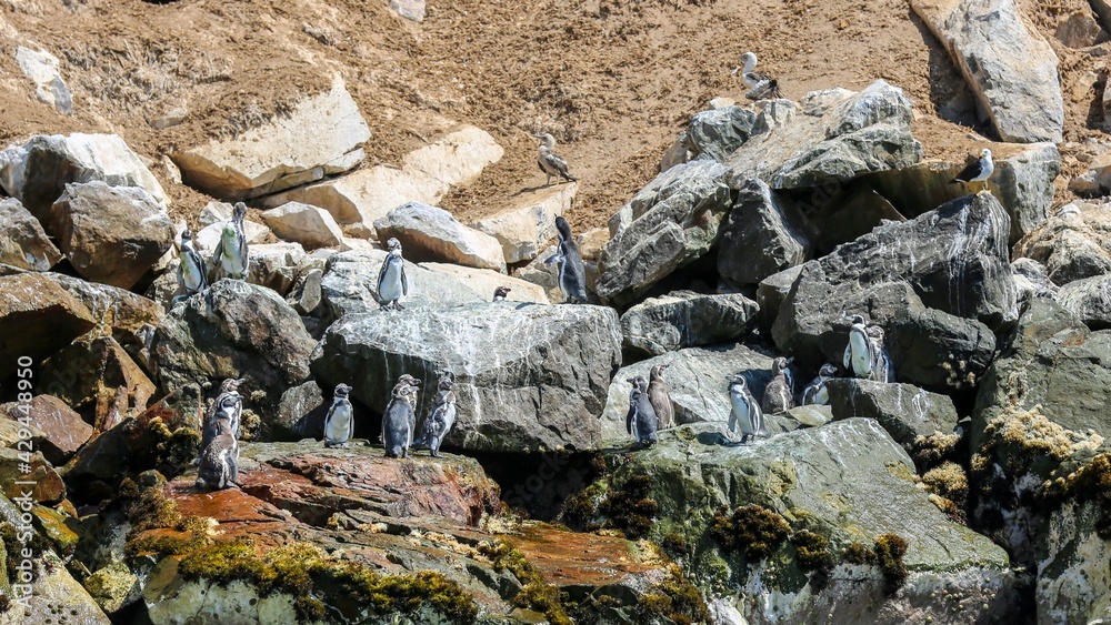 Penguins on Rocks
