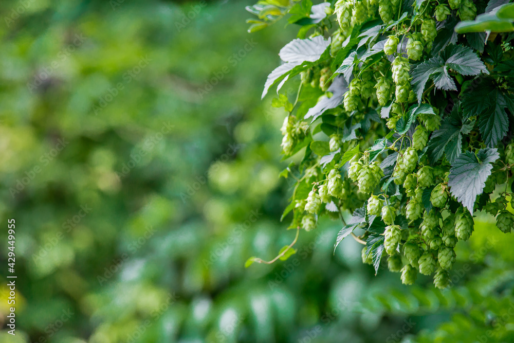 Fresh and Ripe Hops ready for harvesting. Beer production ingredient. Brewing concept. Fresh Hop over blurred nature green background with sun beams. Fresh and Ripe Hops ready for harvesting. Beer production ingredient. Brewing concept. Fresh Hop over blurred nature green background with sun beams.