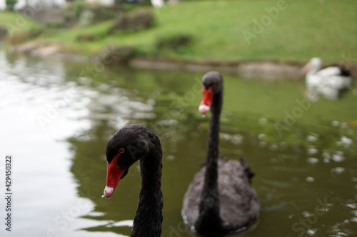 Black swan in the lake  