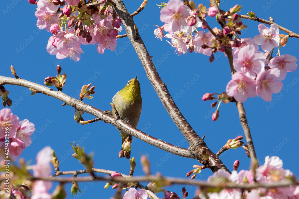 河津桜とメジロ 千葉県習志野市 日本 河津桜とメジロ 千葉県習志野市 日本