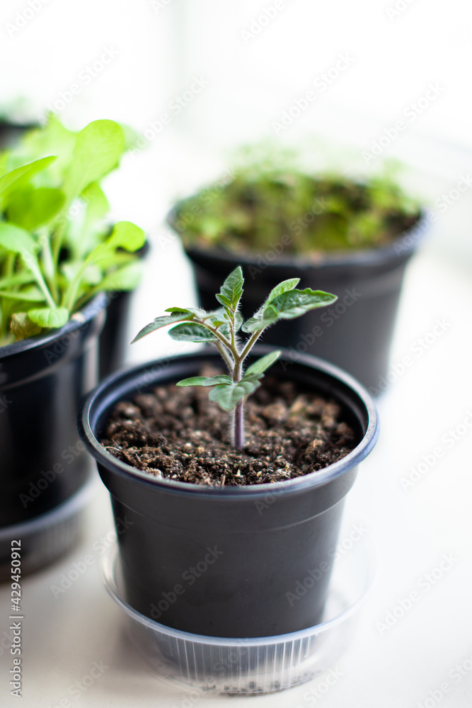 Close-up of seedlings of green small thin leaves of a tomato plant in a container growing indoors in the soil in spring. Seedlings on the windowsill Close-up of seedlings of green small thin leaves of a tomato plant in a container growing indoors in the soil in spring. Seedlings on the windowsill