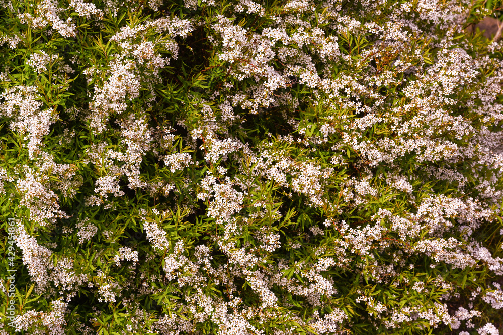 A wonderful white meadowsweet in full bloom. Baden Wuerttemberg, Germany, Europe A wonderful white meadowsweet in full bloom. Baden Wuerttemberg, Germany, Europe