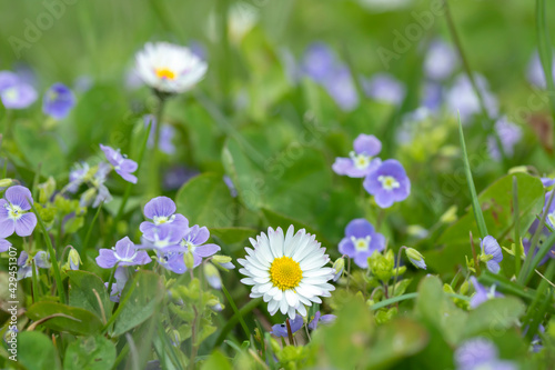 Closeup of a daisy blossom (Bellis perennis) in a green lawn with blue veronica blossoms. photo
