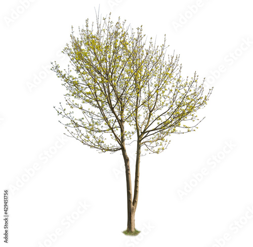 Cutout tree  Maple during spring season isolated on white