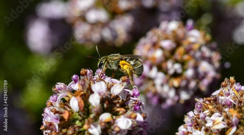 bee on a flower with pollen