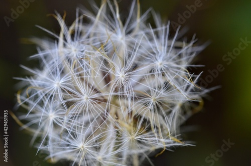 closeup of a dandelion seed head