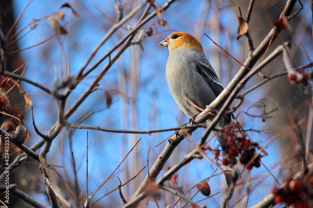 Pine Grosbeak on a Mountain Ash tree branch Pine Grosbeak on a Mountain Ash tree branch