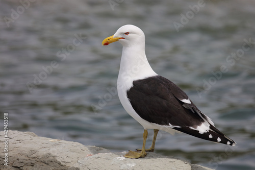 Dominikanermöwe / Southern black-backed gull / Larus dominicanus