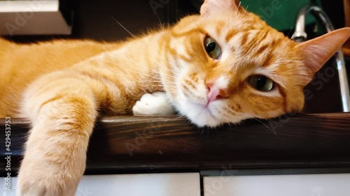 A ginger charismatic cat lies high on the kitchen table. A chubby orange cat sits on stand and tries to sleep. The cat falls asleep.