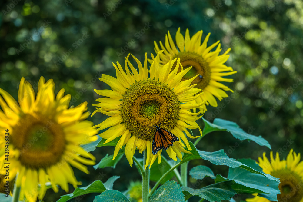 Monarch butterfly on a sunflower Monarch butterfly on a sunflower