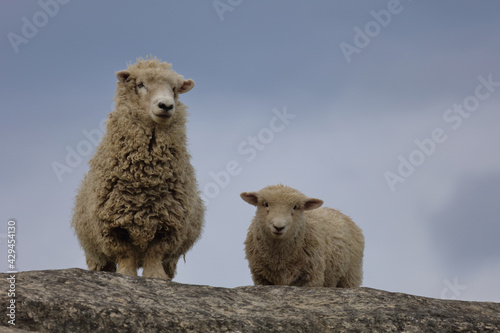 Fototapeta Naklejka Na Ścianę i Meble -  Romneyschaf / Romney sheep / Ovis.