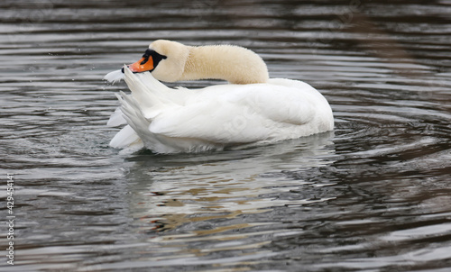 A Mute Swan (cygnus olor) in the Ziegeleipark, Heilbronn, Germany, Europe photo