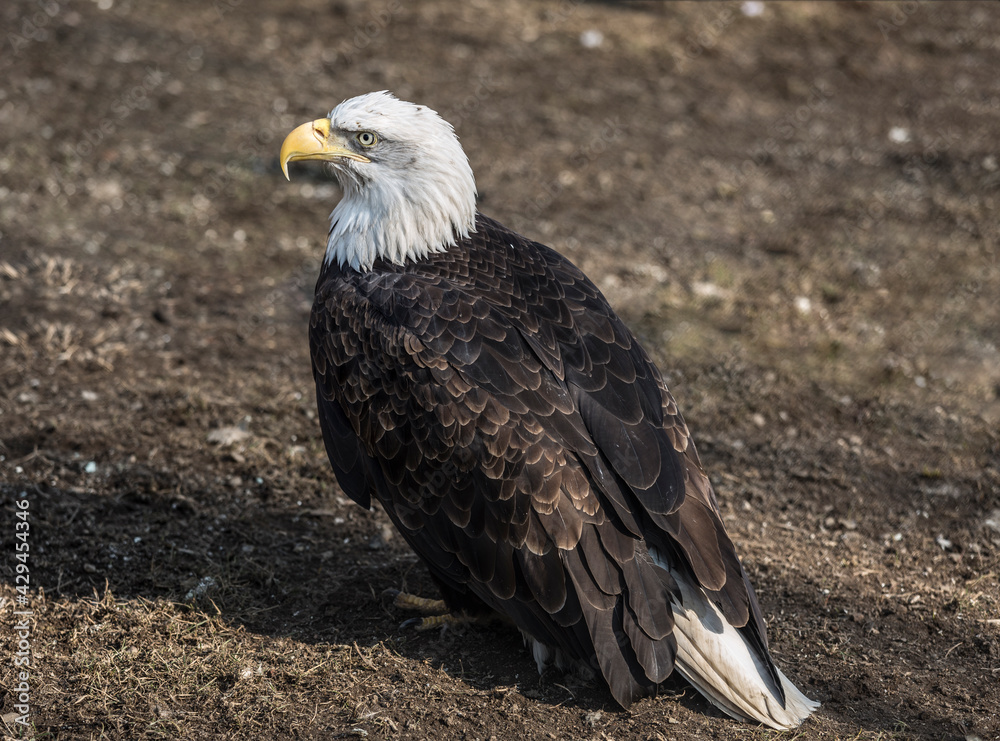 Bald eagle sitting on the ground, closeup Stock Photo Adobe Stock