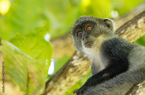 White-throated Monkey (cercopithecus albogularis) in a tree, Kenya, Africa photo
