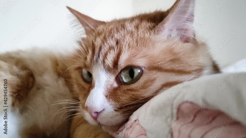 A ginger young cat lies on the couch and looks around. A beautiful tabby kitten lies on a blanket and looks at the camera. A ginger young cat lies on the couch and looks around. A beautiful tabby kitten lies on a blanket and looks at the camera.