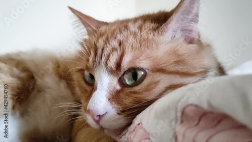 A ginger young cat lies on the couch and looks around. A beautiful tabby kitten lies on a blanket and looks at the camera.