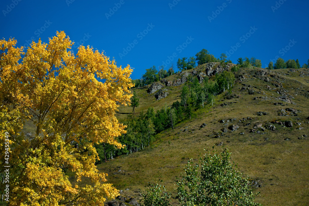 Russia. The South Of Western Siberia, The Altai Mountains. Bright yellow autumn poplars against the background of summer-green larch trees on the mountain tops.