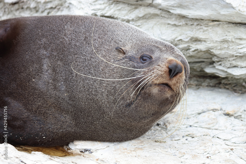 Fototapeta premium Neuseeländischer Seebär / New Zealand fur seal / Arctocephalus forsteri