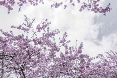 Cherry Blossom Trees on a Cloudy Spring Day w/ copy space