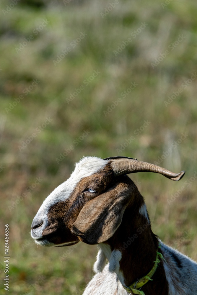 portrait of rove goat in pasture portrait of rove goat in pasture