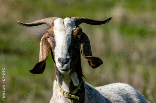 portrait of rove goat in pasture