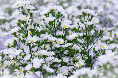 A close up of white heath aster, growing in the garden, side view, selective focus © AP focus