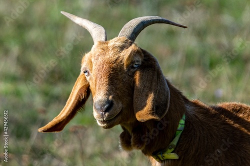 portrait of rove goat in pasture photo