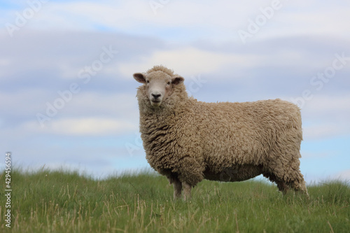 Romneyschaf   Romney sheep   Ovis