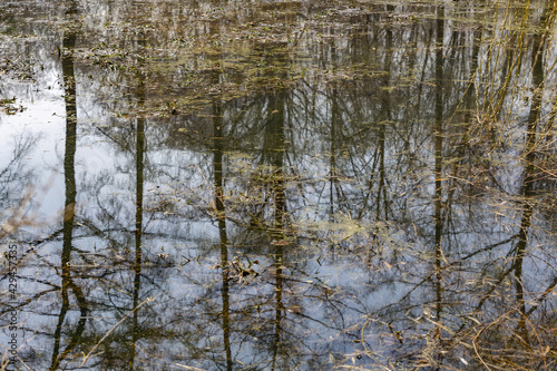 The tree is reflected in the water surface of the pond in the park