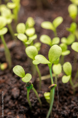 Fresh sprouts of aster seeds close-up. Growing plants of seedlings.