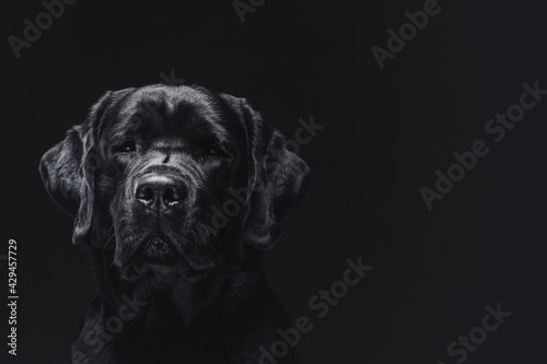 Single dog labrador retriever breeds in dark background © Fxquadro