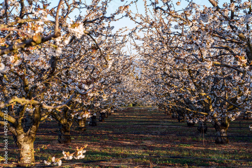 Obraz na płótnie Les cerisiers en fleurs au printemps. Provence, Luberon. France. Lever de soleil. w salonie