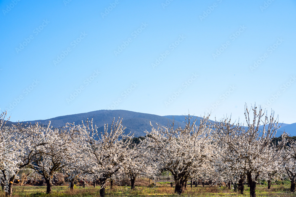 Les cerisiers en fleurs au printemps. Massif de Luberon en arrière plan. Provence, France. Les cerisiers en fleurs au printemps. Massif de Luberon en arrière plan. Provence, France.