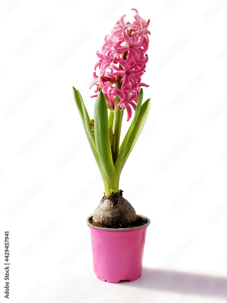 pink hyacinth in a small pot isolated pink hyacinth in a small pot isolated
