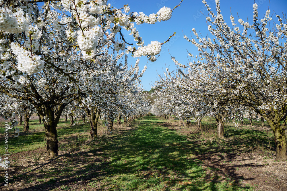 Les cerisiers en fleurs au printemps. Luberon, Provence, France.