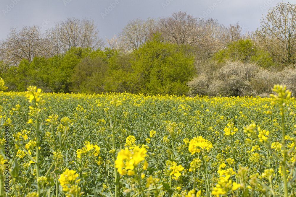 canola blooming flower closeup with blurred field and trees background