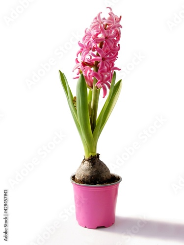 pink hyacinth in a small pot isolated
