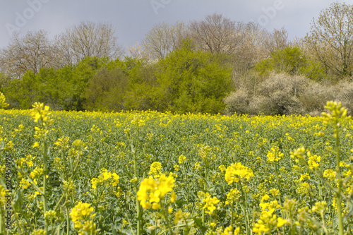 canola blooming flower closeup with blurred field and trees background