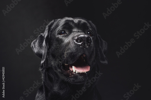 Head shot of a posing in dark background black retriever © Fxquadro