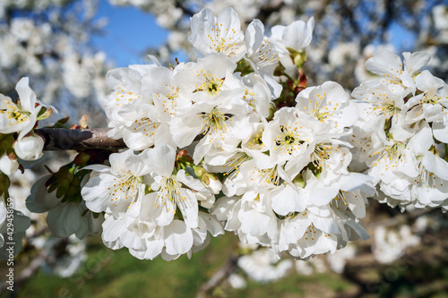 Obraz na płótnie Branche de cerisier en fleurs ensoleillé, gros plan. w salonie