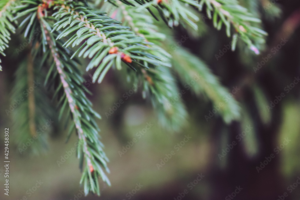 branches of a pine tree