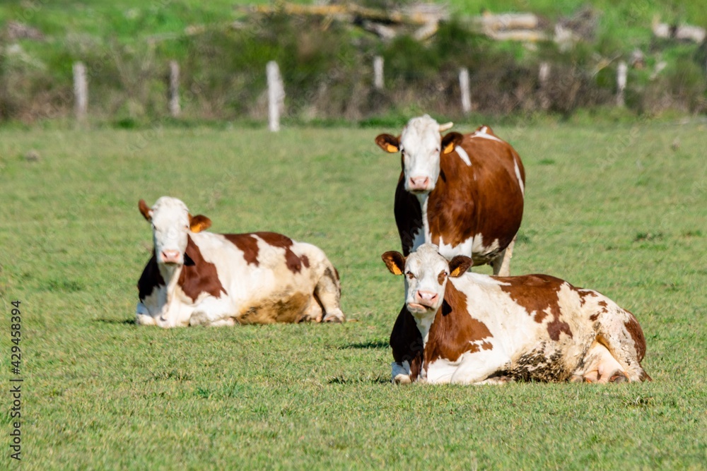 group of montbeliard cows in pasture