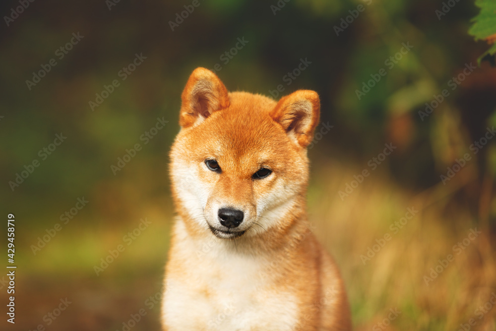 Beautiful and happy shiba inu puppy sitting in the fall forest. Cute Red shiba inu female puppy in autumn