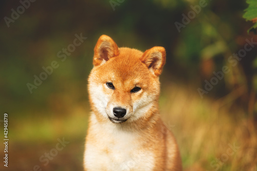 Beautiful and happy shiba inu puppy sitting in the fall forest. Cute Red shiba inu female puppy in autumn